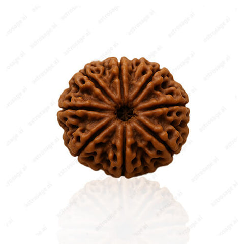 8 Mukhi Original Nepali Rudraksha