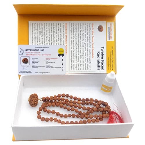 Baarah Mukhi-Twelve Faced Rudraksha - Lab Certified