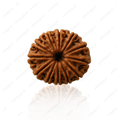 Baarah Mukhi-Twelve-Faced Rudraksha - Lab Certified (Without Mala)