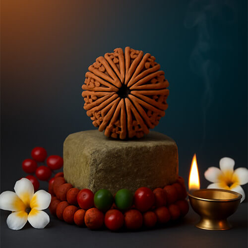 Baarah Mukhi-Twelve Faced Rudraksha - Lab Certified