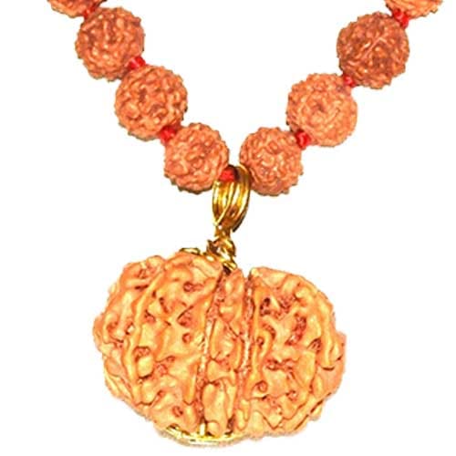 Baarah Mukhi-Twelve Faced Rudraksha - Lab Certified
