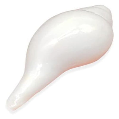 Blowing Shankh (5.5 to 6 inches)