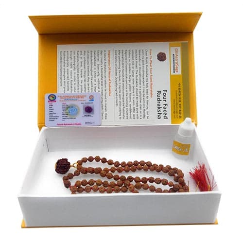 Chaar Mukhi- Four faced Rudraksha - Lab Certified
