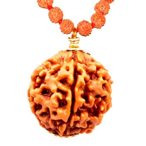 Chaar Mukhi- Four faced Rudraksha - Lab Certified