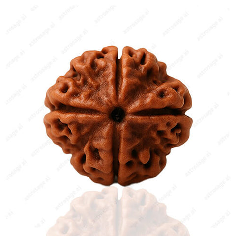 Chaar Mukhi-Four-faced Rudraksha - Lab Certified (Without Mala)