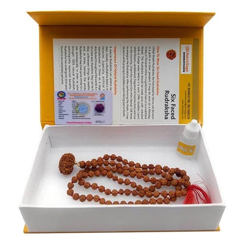 Chhah Mukhi- Six Faced Rudraksha - Lab Certified