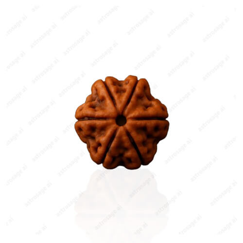 Chhah Mukhi- Six Faced Rudraksha - Lab Certified
