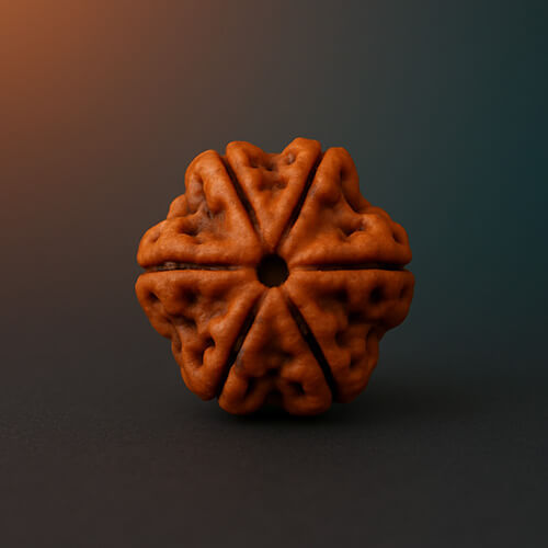 Chhah Mukhi- Six Faced Rudraksha - Lab Certified