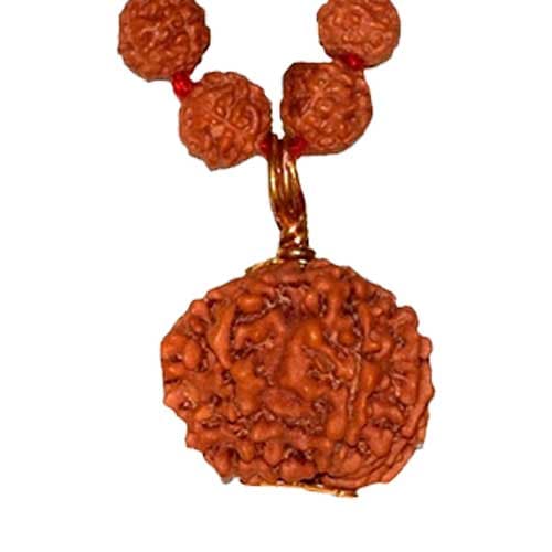 Chhah Mukhi- Six Faced Rudraksha - Lab Certified