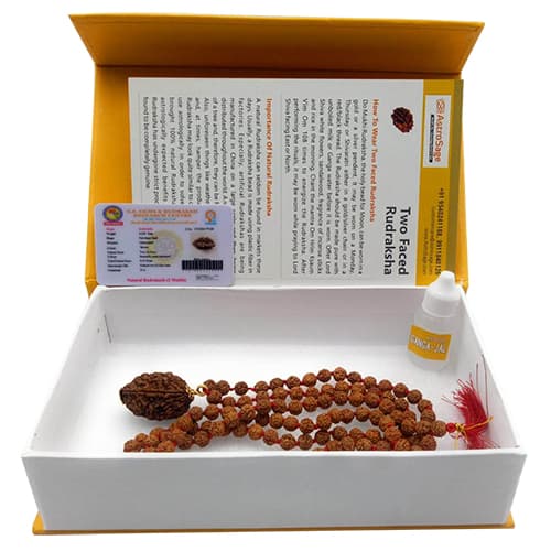Do Mukhi - Two faced Rudraksha - Lab Certified