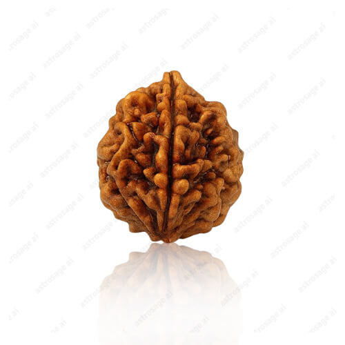 Do Mukhi - Two faced Rudraksha - Lab Certified