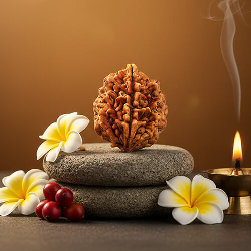 2 Mukhi Nepali Original Rudraksha