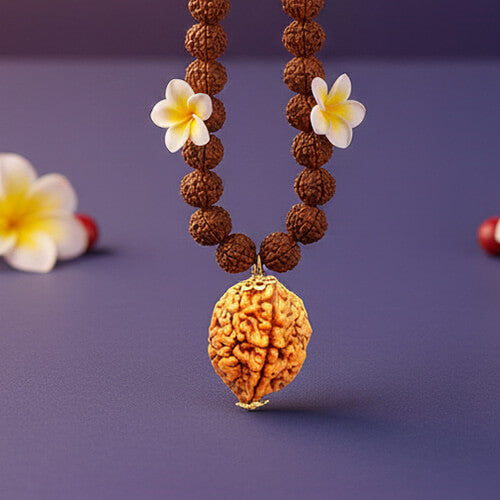 Do Mukhi - Two faced Rudraksha - Lab Certified