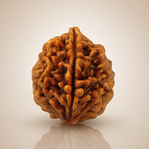 Do Mukhi - Two faced Rudraksha - Lab Certified