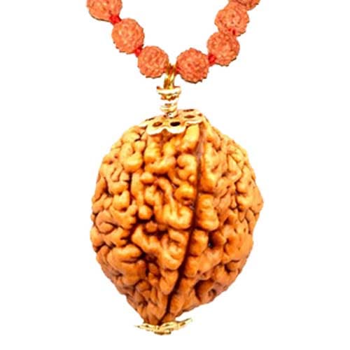 Do Mukhi - Two faced Rudraksha - Lab Certified