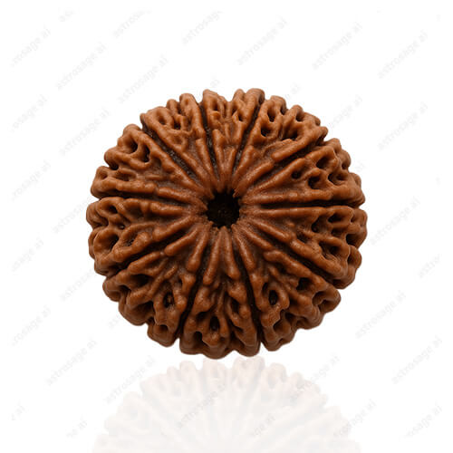 Dus Mukhi - Ten Faced Rudraksha - Lab Certified