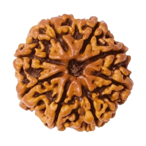 Aath Mukhi-Eight-Faced Rudraksha - Lab Certified (Without Mala)