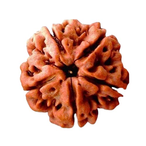 Panch Mukhi-Five-Faced Rudraksha - Lab Certified (Without Mala)