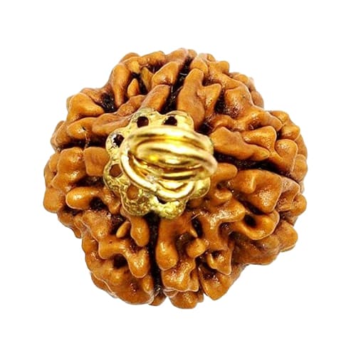 Chaar Mukhi-Four-faced Rudraksha - Lab Certified (Without Mala)