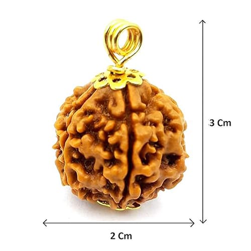 Chaar Mukhi-Four-faced Rudraksha - Lab Certified (Without Mala)