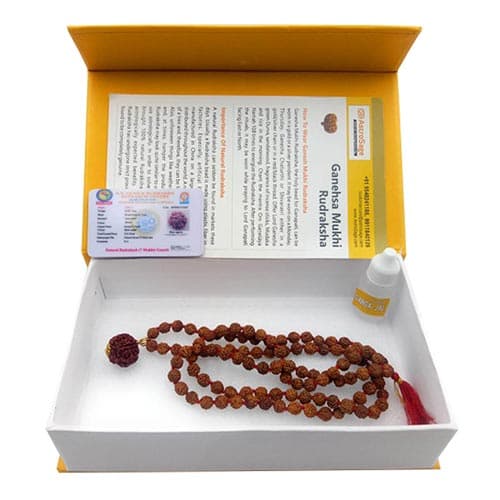 Ganesh Mukhi Rudraksh - Lab Certified