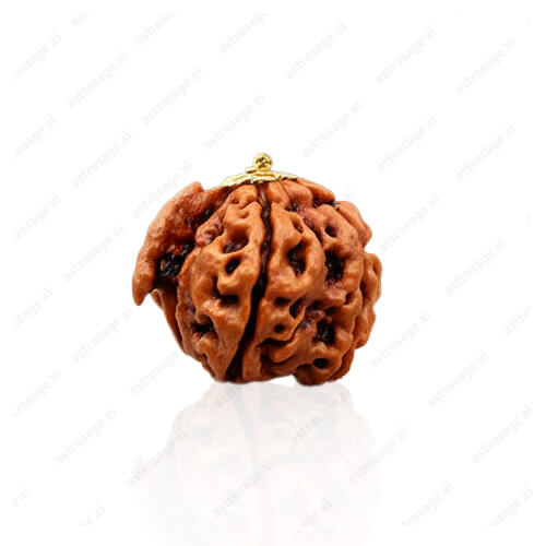 Ganesh Mukhi Rudraksh - Lab Certified