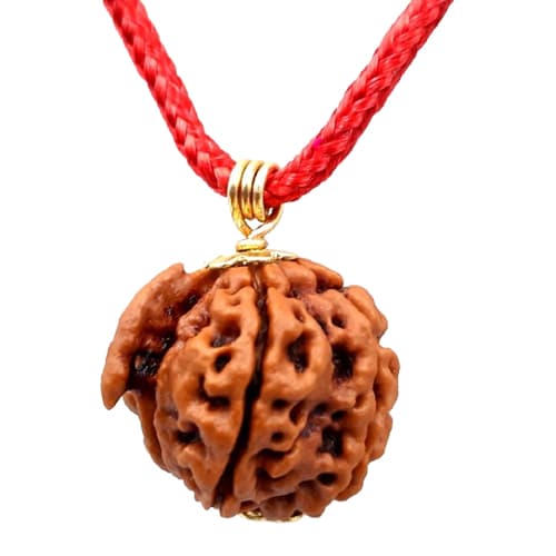 Ganesh Mukhi Rudraksha