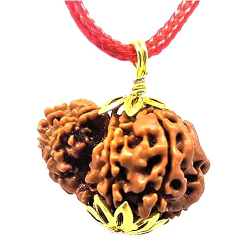 Garbh-Gauri Rudraksha - Lab Certified (Without Mala)