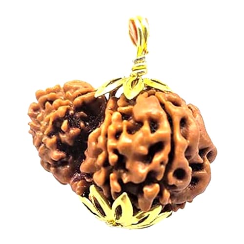 Garbh-Gauri Rudraksha - Lab Certified (Without Mala)
