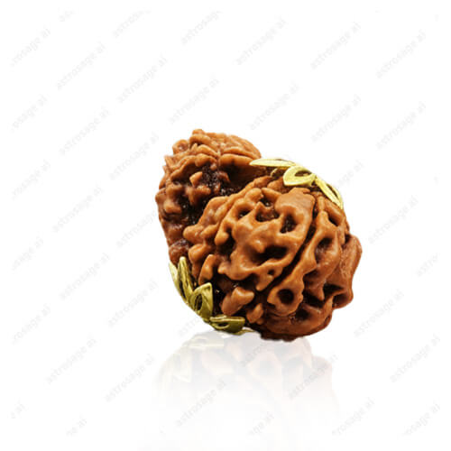 Garbh-Gauri Rudraksha - Lab Certified