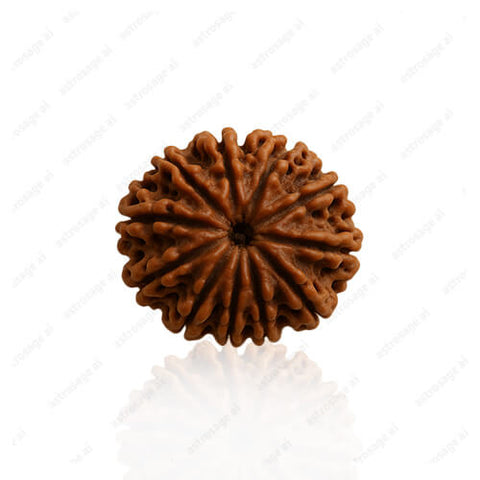 11 Mukhi Original Nepali Rudraksha