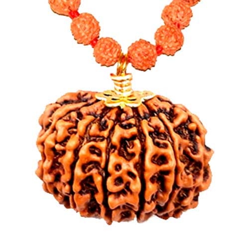 11 Mukhi Original Nepali Rudraksha