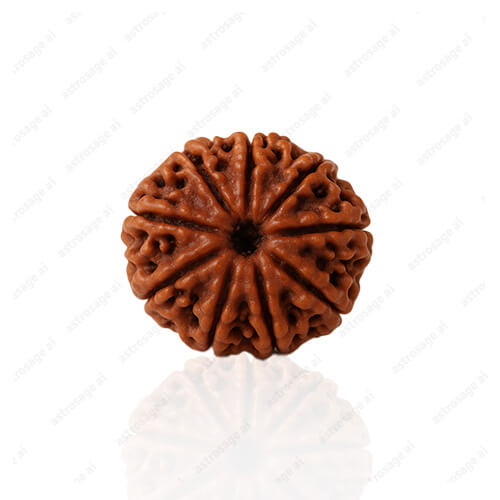9 Mukhi Original Nepali Rudraksha