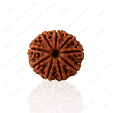 9 Mukhi Rudraksha