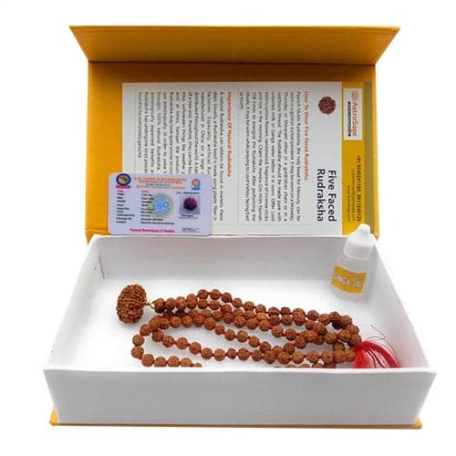 Panch Mukhi- Five Faced Rudraksha - Lab Certified