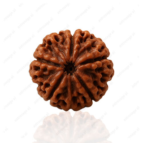 Panch Mukhi- Five Faced Rudraksha - Lab Certified