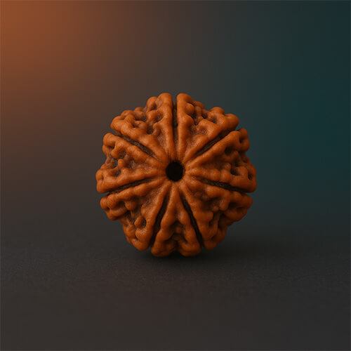 Panch Mukhi-Five-Faced Rudraksha - Lab Certified (Without Mala)