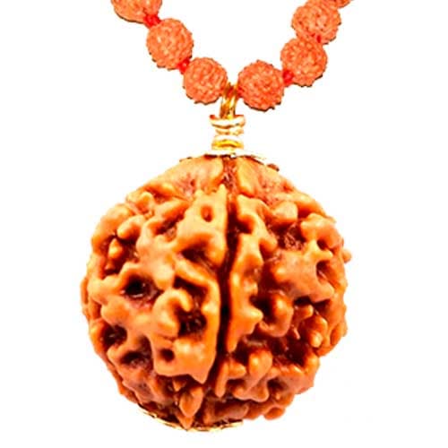 Panch Mukhi- Five Faced Rudraksha - Lab Certified