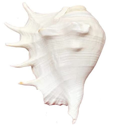 Panchmukhi Shankh (Gaumukhi Shankh)