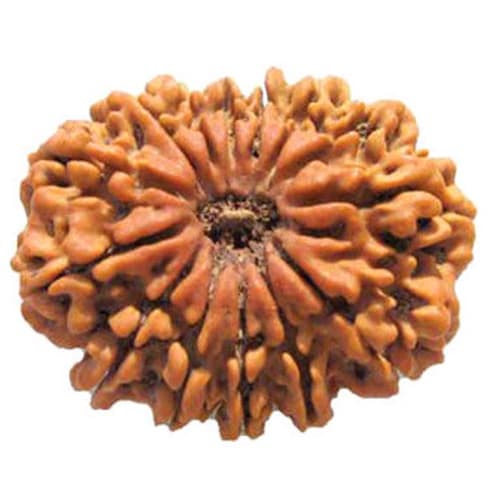 14 Mukhi Rudraksha