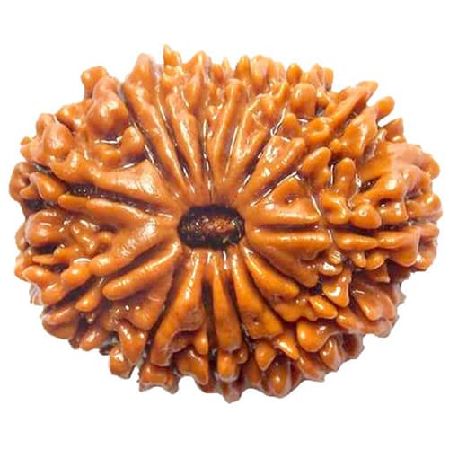 14 Mukhi Rudraksha