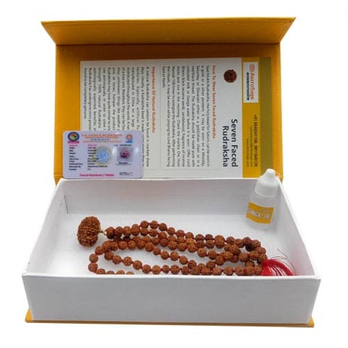 Saat Mukhi- Seven Faced Rudraksha - Lab Certified