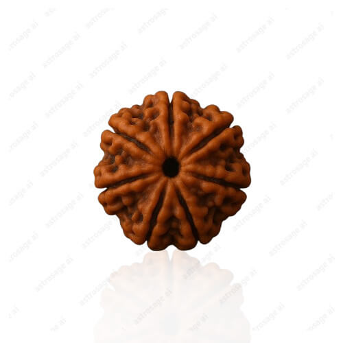 Saat Mukhi- Seven Faced Rudraksha - Lab Certified