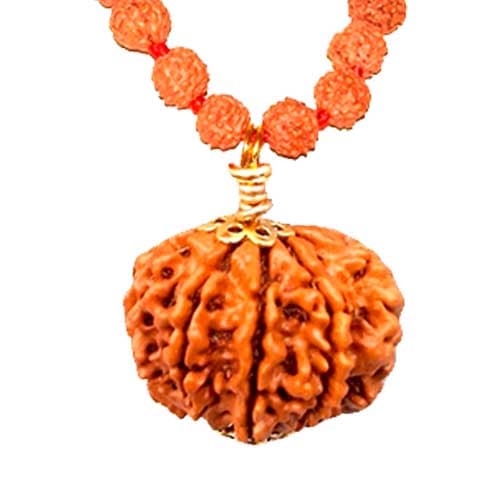 Saat Mukhi- Seven Faced Rudraksha - Lab Certified