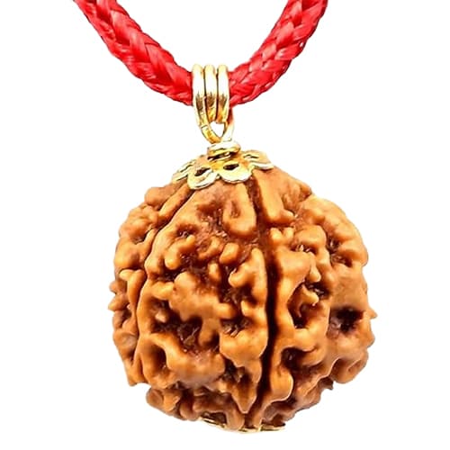 4 Mukhi Original Nepali Rudraksha