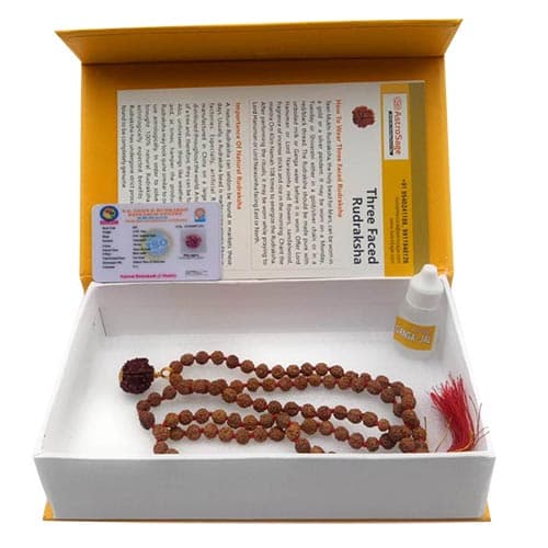 Teen Mukhi - Three Faced Rudraksha - Lab Certified