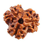 Teen Mukhi Three Faced Nepali Rudraksha - Lab Certified