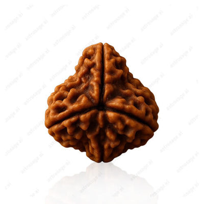 Teen Mukhi Three-Faced Nepali Rudraksha - Lab Certified (Without Mala)