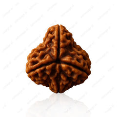 3 Mukhi Nepali Original Rudraksha