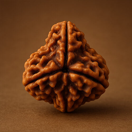 3 Mukhi Original Nepali Rudraksha